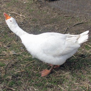 Baby, the 10-year-old goose