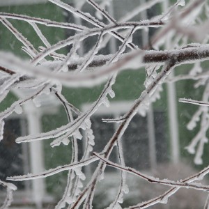 Icy Trees