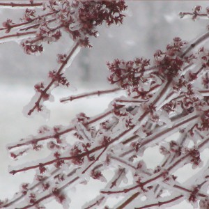 Budding tree, iced over