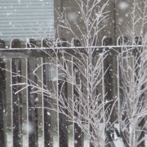 Snow coming down!