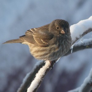 Bird on a snowy branch