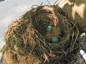 Baby Robins