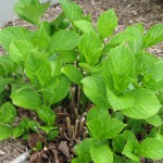 My old hydrangea coming up