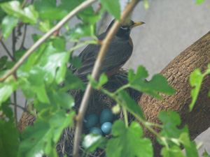 Robin and her eggs