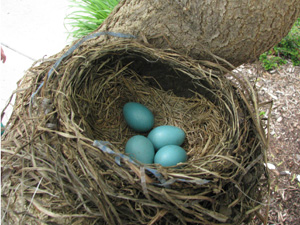 Robins Eggs in Nest